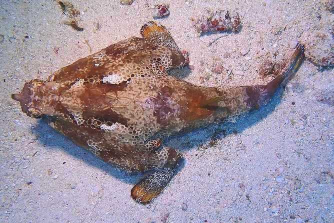 SPECIAL!! 2 Tank Wreck & Drift Reef dives - Meeting Point and Tour Logistics