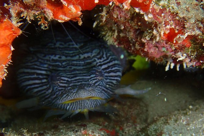 SPECIAL!! 2 Tank Wreck & Drift Reef dives - The Guides and Customer Satisfaction