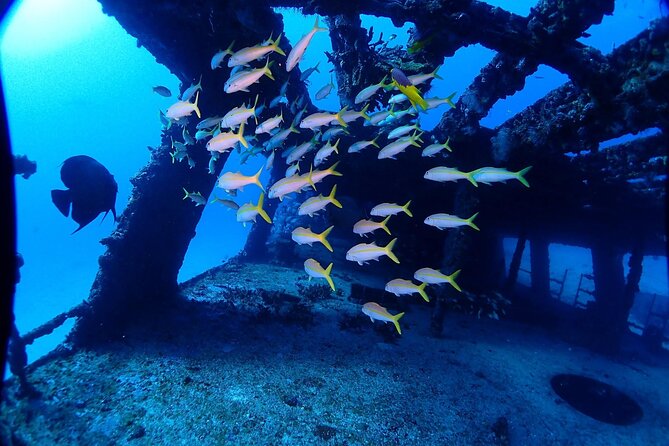 SPECIAL!! 2 Tank Wreck & Drift Reef dives - Customer Feedback and Consistency