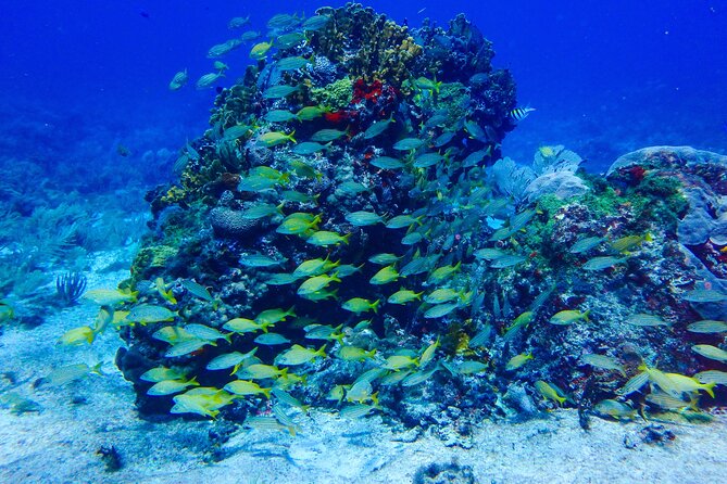 SPECIAL! Snorkel at MUSA - The Underwater Museum Reservation - Practical Tips for Snorkeling at MUSA and Manchones