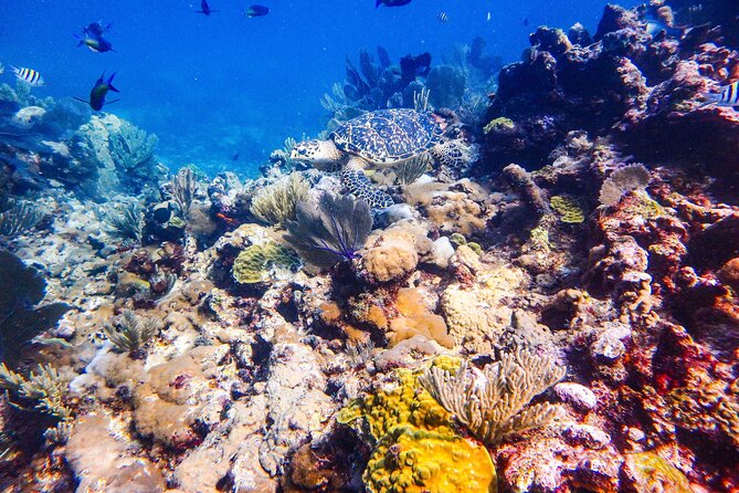 SPECIAL! Snorkel at MUSA - The Underwater Museum Reservation - Final Thoughts on Snorkeling at MUSA and Manchones Reef