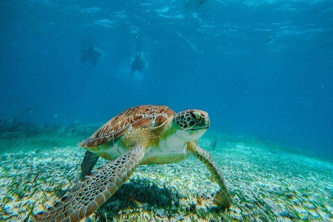 Speed Boat with Snorkeling Adventure of Cancun - Practical Details: Meeting Point, Duration, and Group Size