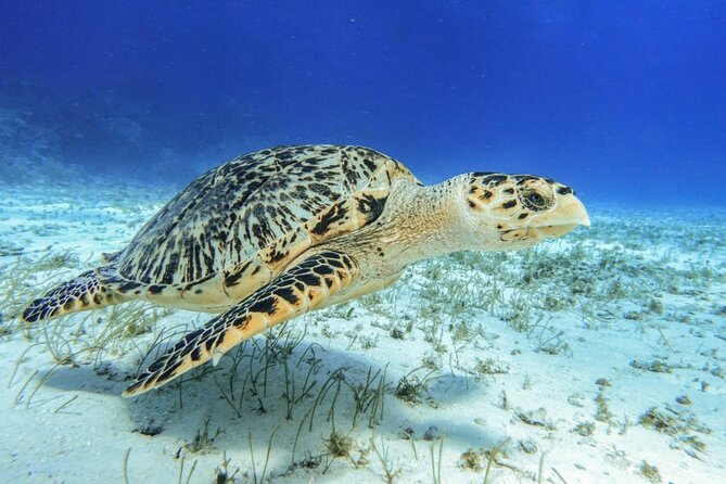 Speed Boat with Snorkeling Adventure of Cancun - Considerations: Additional Fees and Booking