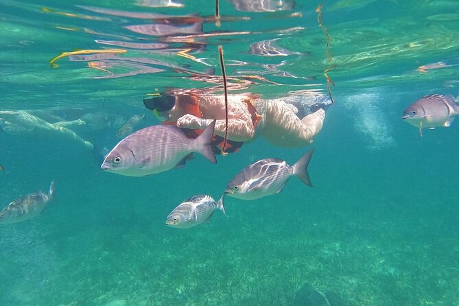 Speedboat and Snorkel Cancun Adventure with Transportation - Logistical Details and Convenience