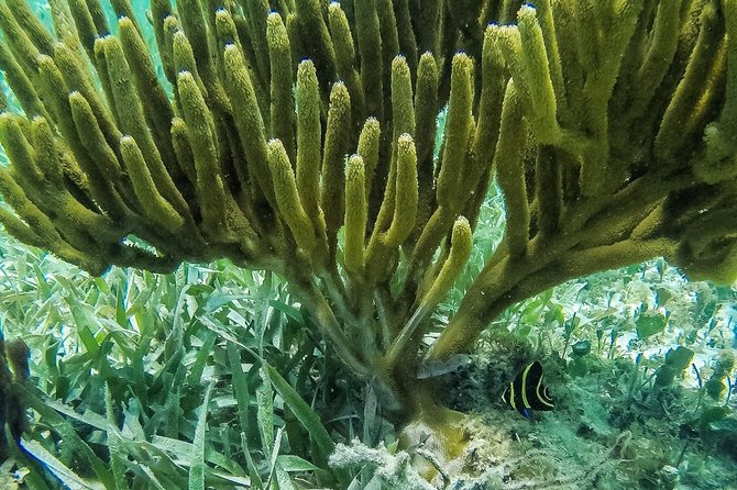 Speedboat and snorkel tour: Single Passenger Boat - Practical Details: Meeting, Duration, and Costs