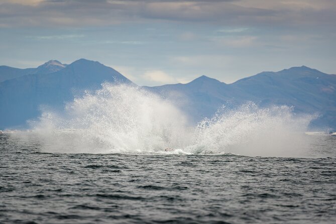 Speedboat Whale Watching Small-Group Tour in Reykjavik - What Marine Wildlife Can Be Seen on This Tour?