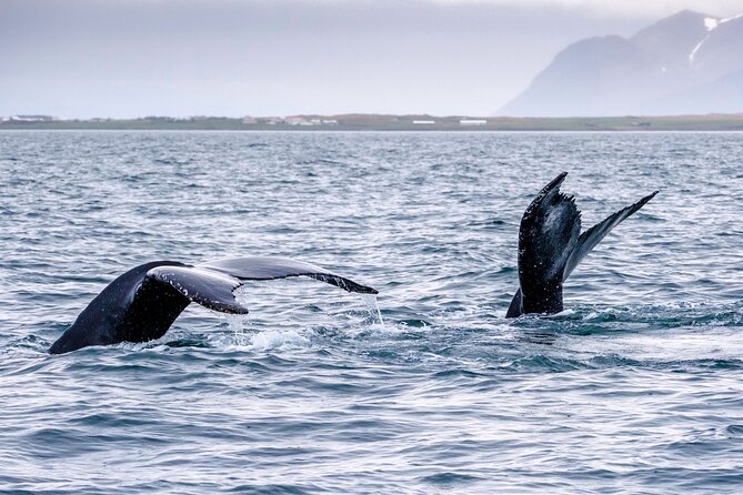 Speedboat Whale Watching Small-Group Tour in Reykjavik - Ideal Conditions and Weather Considerations