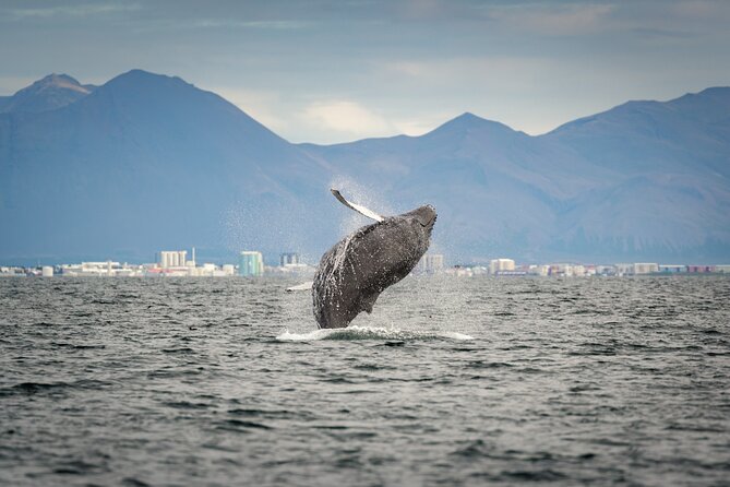 Speedboat Whale Watching Small-Group Tour in Reykjavik - Unmatched Views of Reykjavik from the Bay