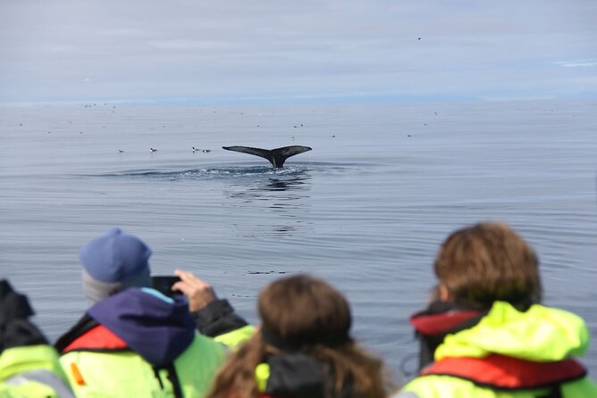 Speedboat Whale Watching Small-Group Tour in Reykjavik - Who Should Book This Tour