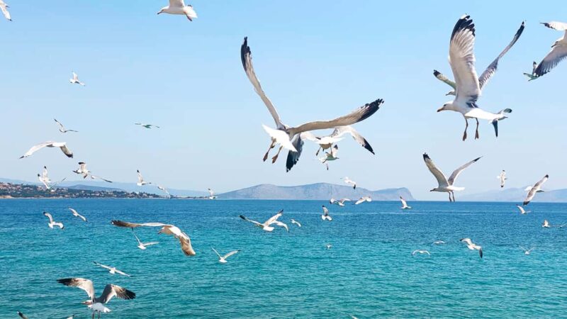 Spetses Island: Full Day Trip from Athens with Swimming - Optional Electric Bike and Horse Carriage Rides