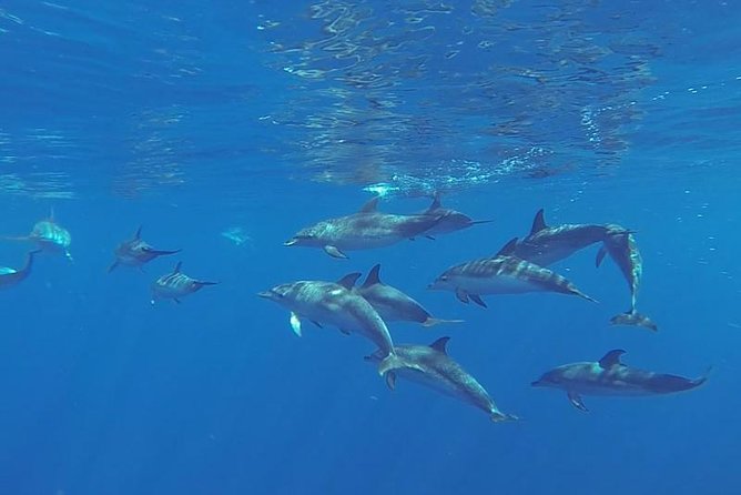 Spirit of the Sea: Cetacean sighting in Gran Canaria - Discover the Spirit of the Sea: Whale and Dolphin Watching in Gran Canaria