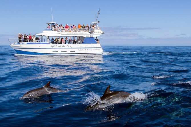Spirit of the Sea: Cetacean sighting in Gran Canaria - What to Expect During the 2.5-Hour Excursion