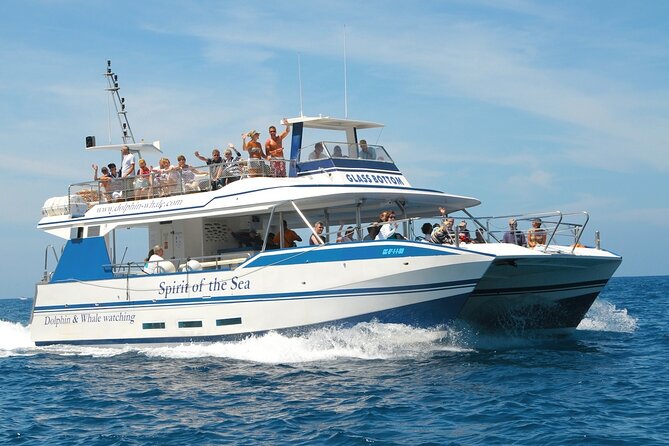 Spirit of the Sea: Cetacean sighting in Gran Canaria - Marine Life Encounters and Other Fauna