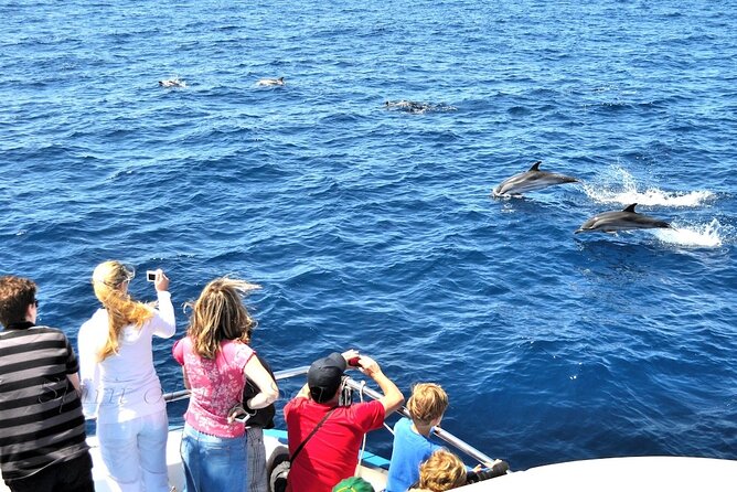 Spirit of the Sea: Cetacean sighting in Gran Canaria - Eco-Conscious Efforts and Environmental Impact