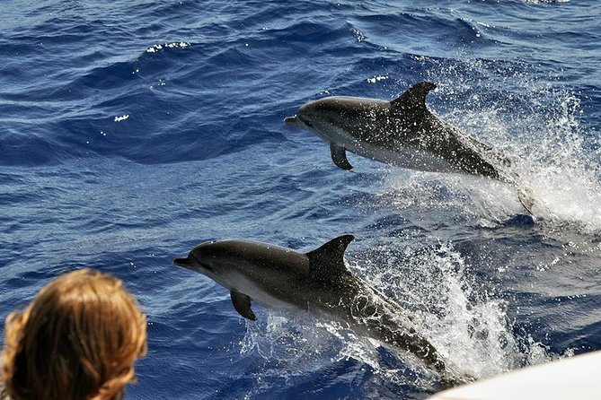 Spirit of the Sea: Cetacean sighting in Gran Canaria - Practical Tips and Booking Information