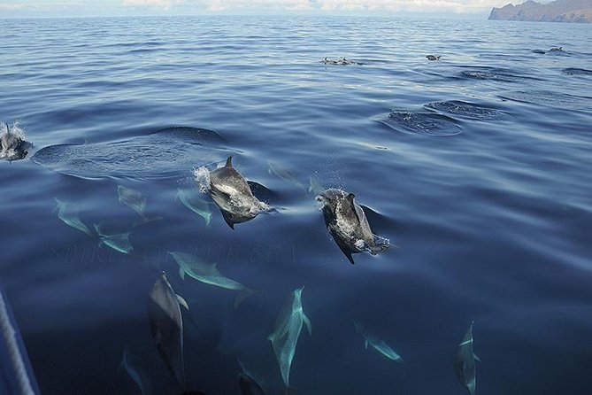 Spirit of the Sea: Cetacean sighting in Gran Canaria - Customizable and Family-Friendly Experience