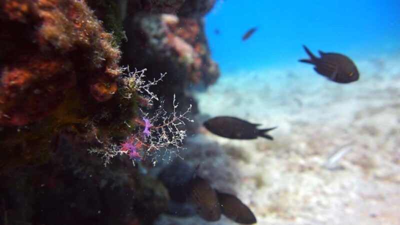 Split-Makarska-Brela Try SCUBA Dive - Practical Details and Booking Flexibility