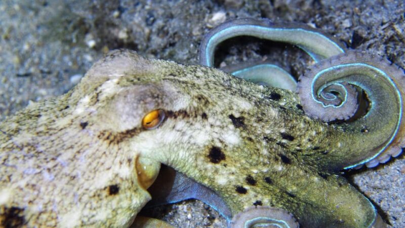 Split-Makarska-Brela Try SCUBA Dive - Final Thoughts on the Split-Makarska-Brela Try SCUBA Dive