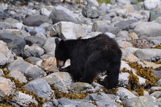 Spring Bear and Waterfall Tour - Vancouver Island’s Coastal Highlights and Waterfalls
