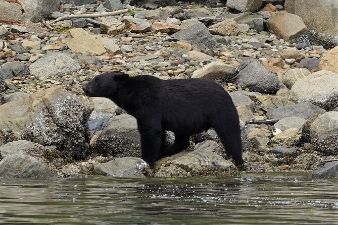 Spring Bears and Whales Tour in Campbell River - Discover the Wilds of Vancouver Island with the Spring Bears and Whales Tour