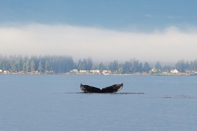 Spring Bears and Whales Tour in Campbell River - The Guides Role and Storytelling Approach