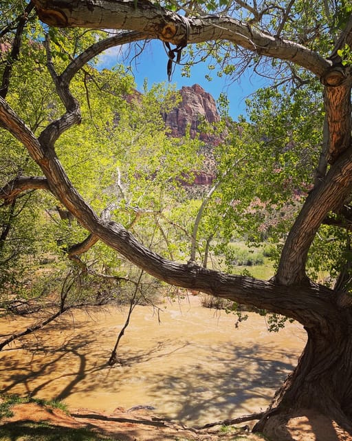 Springdale: Guided eBike Tour in Zion National Park - Final Thoughts on the Zion eBike Tour