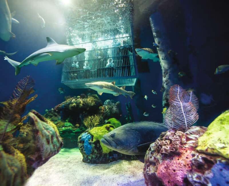 Springfield: Wonders of Wildlife National Museum & Aquarium - Engaging Interactive Touch Pools and Educational Presentations