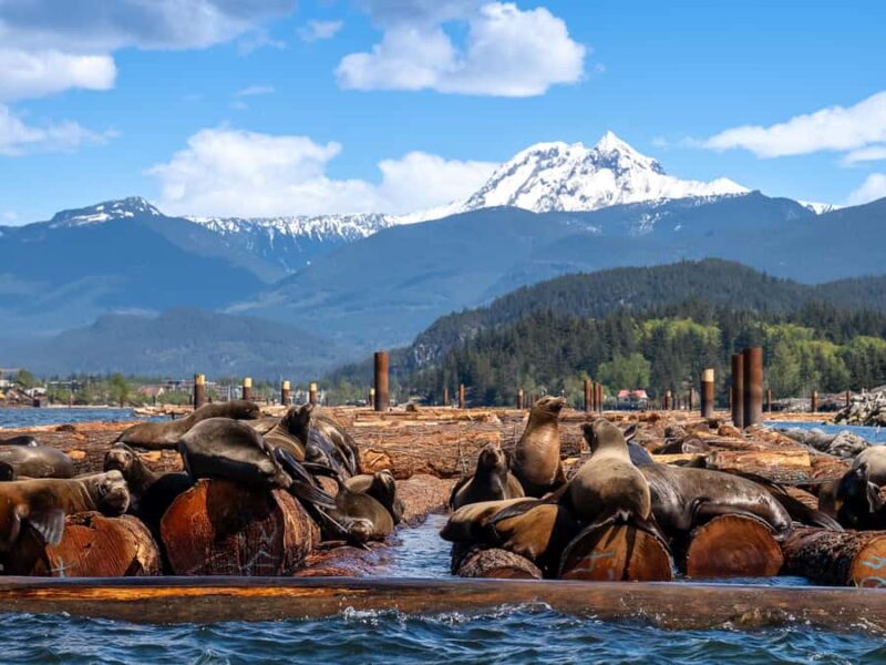 Squamish: Howe Sound Boat Tour with Wildlife Spotting - Key Points