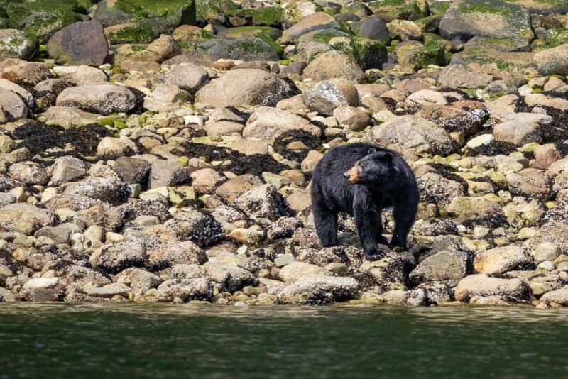 Squamish: Howe Sound Boat Tour with Wildlife Spotting - What You Can Expect During the 2-Hour Sea Adventure