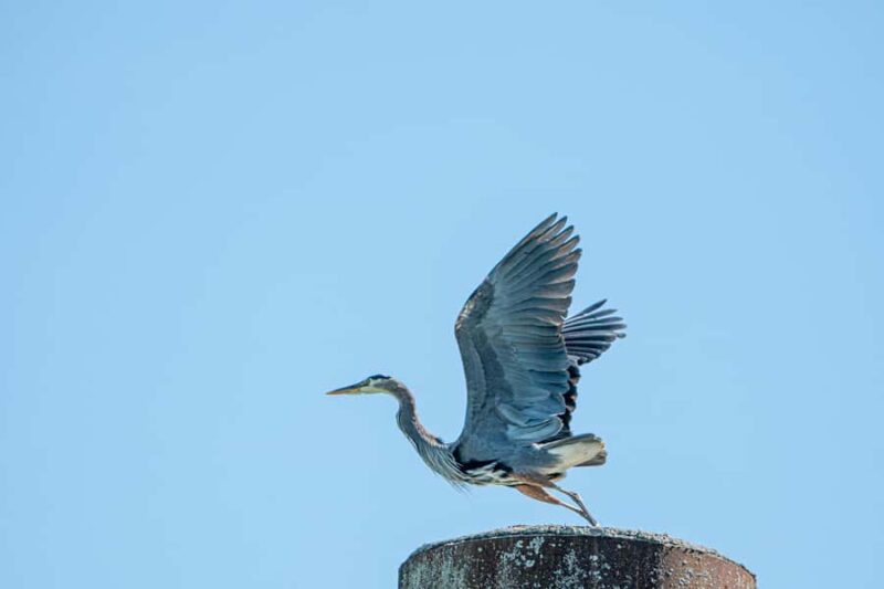 Squamish: Howe Sound Boat Tour with Wildlife Spotting - Scenic Highlights: Tantalus Mountain Range and Waterfalls