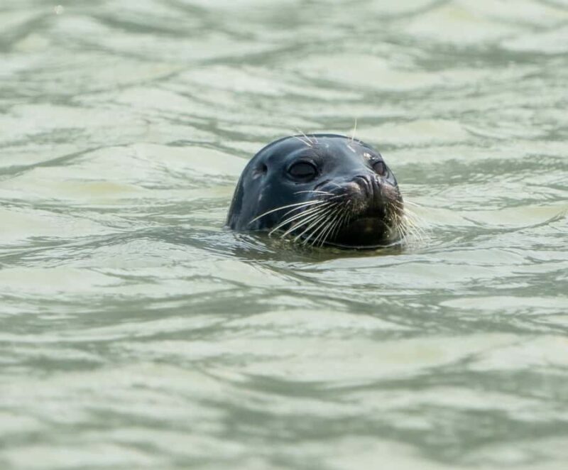 Squamish: Howe Sound Boat Tour with Wildlife Spotting - The Guide and Tour Experience