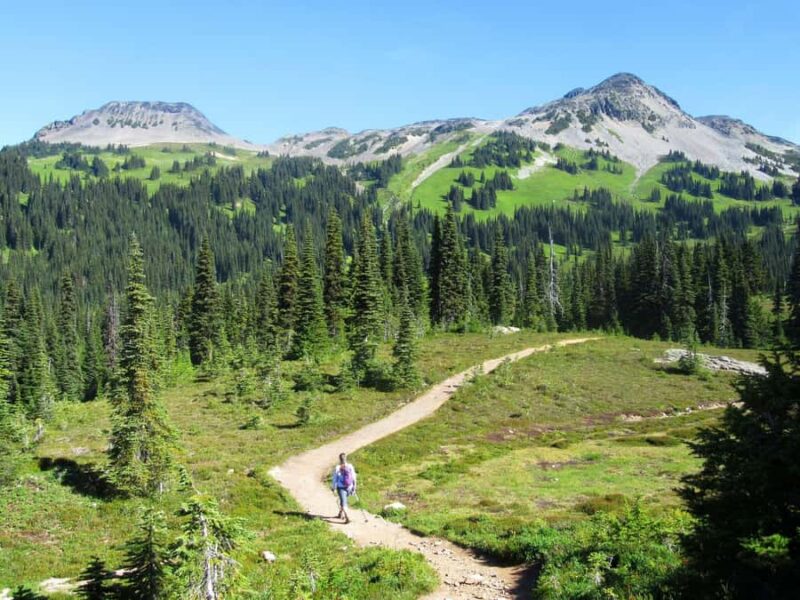 Squamish/Whistler: Garibaldi Park Panorama Ridge Guided Hike - Walking Through Taylor Meadows and Its Wildflower Abundance
