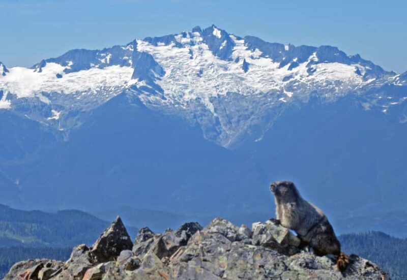 Squamish/Whistler: Garibaldi Park Panorama Ridge Guided Hike - Reaching the Summit: A 360-Degree Mountain Panorama