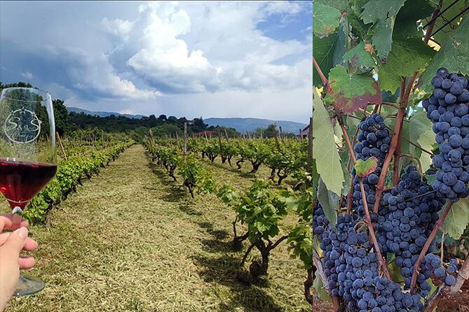 S&S Winery - Wine Tasting Experience in Ohrid - Authentic Macedonian Cuisine and Local Products