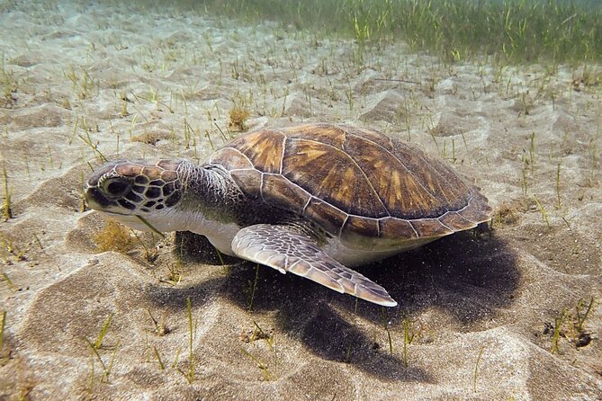 SSI Open Water, South Tenerife - What You Get with the SSI Open Water Diver Course in Tenerife