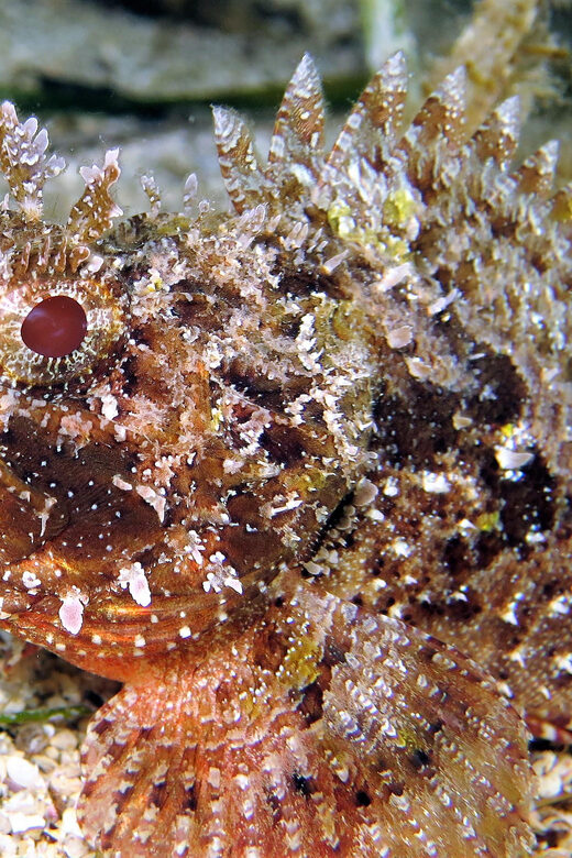 SSI Try Scuba Diving in the sea - Dive Site and Underwater Environment