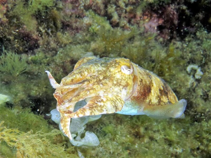 SSI Try Scuba Diving in the sea - The Guides: German and English Speakers