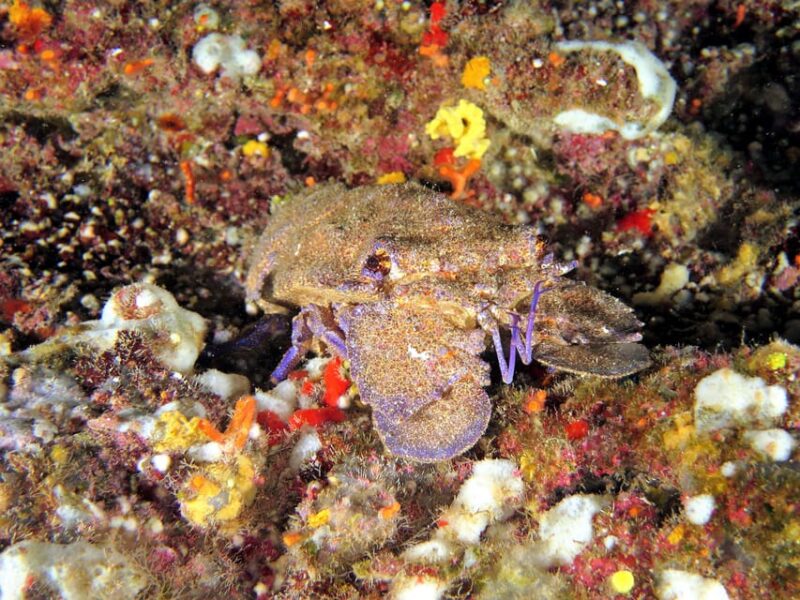 SSI Try Scuba Diving in the sea - The Sum Up: A Safe and Accessible Introduction to Diving