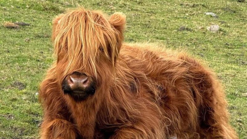 St Andrews Fishing Villages Fife Private Tour from Edinburgh - Practical Details: Transportation and Comfort