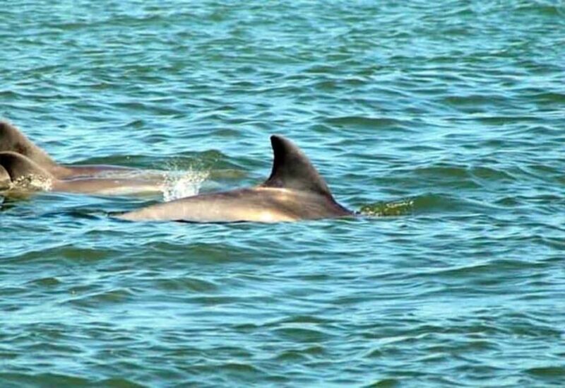 St. Augustine: Dolphin and Wildlife Historical Boat Tour - What You Can Expect During the Cruise