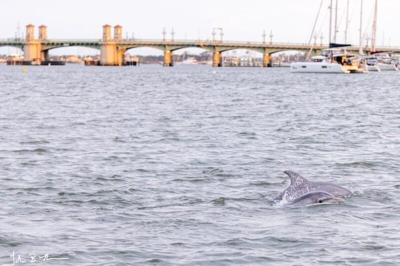 St. Augustine: Dolphin Tails & History Cruise - Accessibility and Booking Flexibility