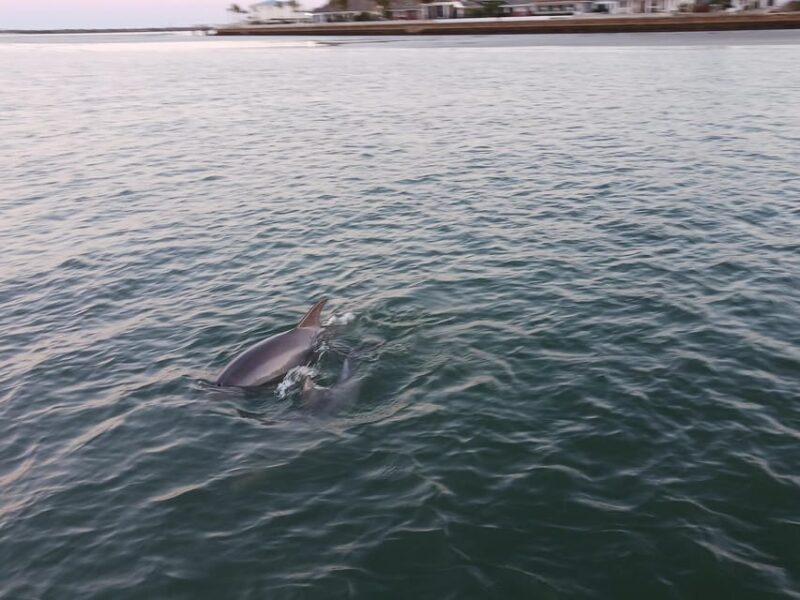 St. Augustine: Dolphin Tails & History Cruise - Comparing This Water Tour to Other St. Augustine Experiences
