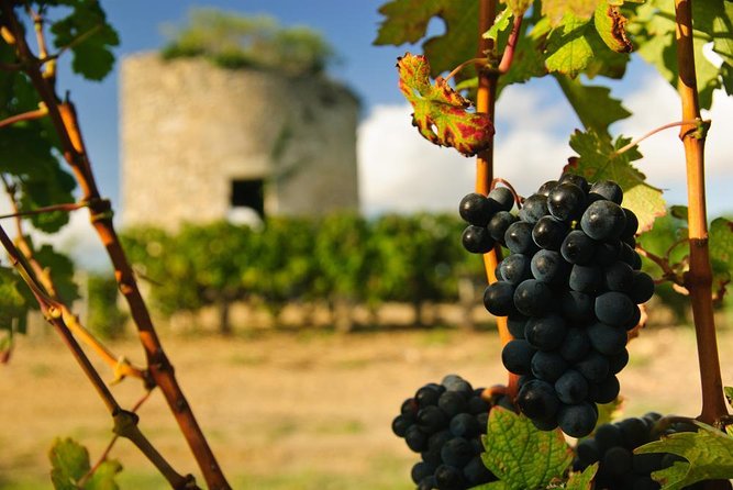 St-Emilion & Médoc Combine Day Tour including Wine Tastings and Lunch - Key Points