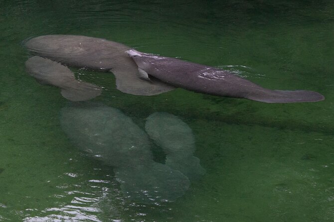 St. Johns River Cruise - Blue Spring State Park - The Role of the Naturalist Guide on Board