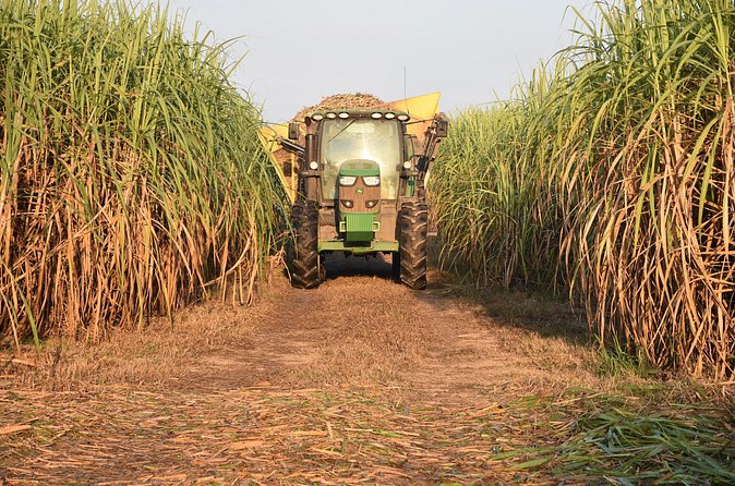 St. Joseph and Felicity Plantation Combo Tour - Recognizing Movie Scenes Filmed on the Plantations