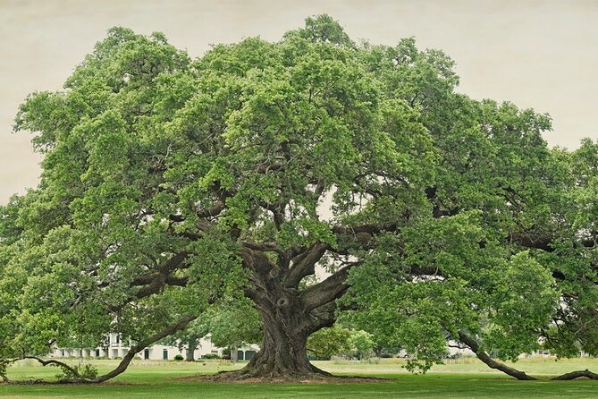 St. Joseph Plantation Tour - The Sum Up: A Thoughtful, Authentic Plantation Visit