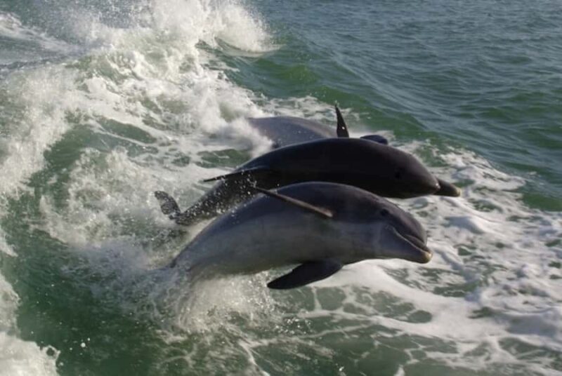 St. Pete Beach: Dolphin Racer Cruise by Speedboat - Scenic Views of Beaches, Wildlife, and City Skylines