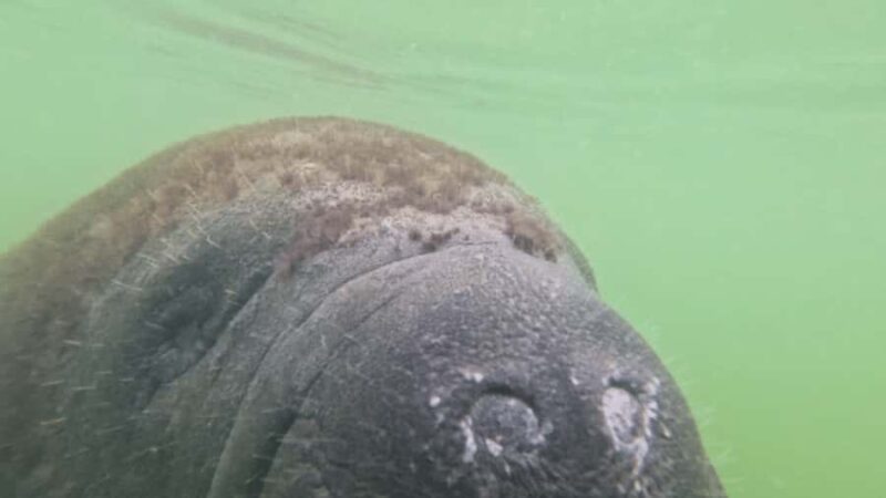 St. Petersburg: Clam Bayou Nature Preserve Clear Kayak Tour - Wildlife Watching: Manatees, Dolphins, and Fish