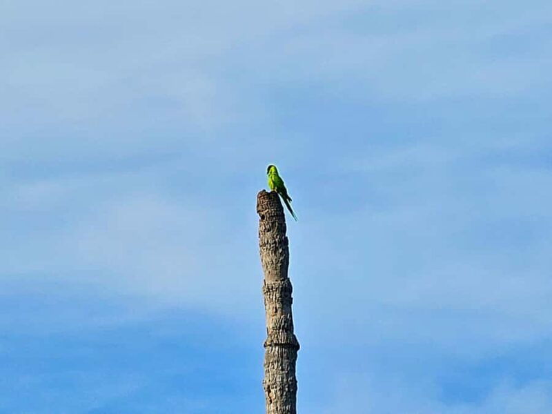 St. Petersburg: Clear Kayak Rental at Clam Bayou Nature Park - Explore Clam Bayou with Clear Kayak Rentals in St. Petersburg