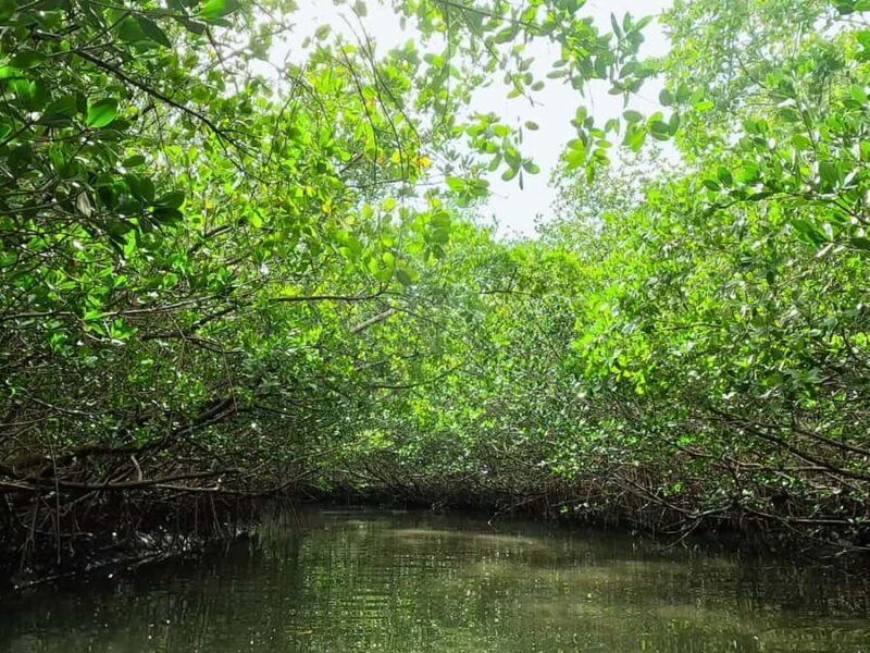 St. Petersburg: Clear Kayak Rental at Clam Bayou Nature Park - Navigating the Mangrove Tunnels in a Clear Kayak